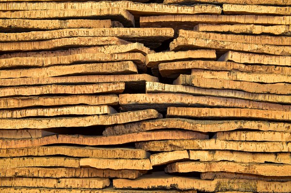 Cut bark of the cork oak (Quercus suber)