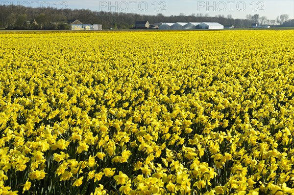 Field of wild daffodils or Lent lilies (Narcissus pseudonarcissus)