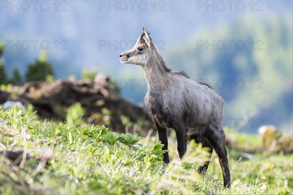 Chamois (Rupicapra rupicapra)