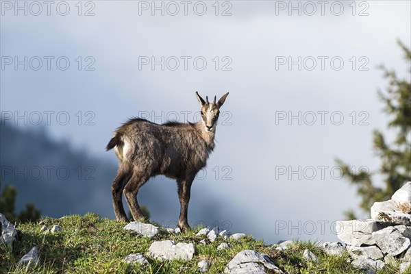 Chamois (Rupicapra rupicapra)