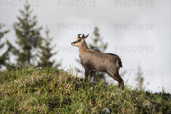 Chamois (Rupicapra rupicapra)