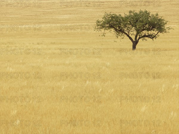 Single tree in dry grass