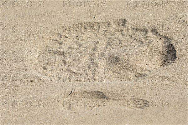 Foot print of Desert elephant and human in sand