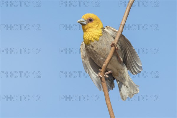 Sakalava weaver (Ploceus sakalava)