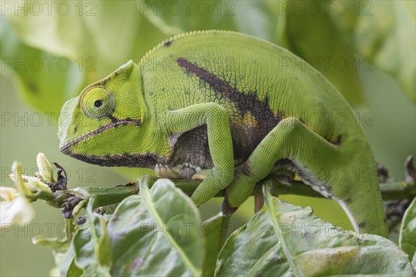 Parson's chameleon (Calumma parsonii) in tree