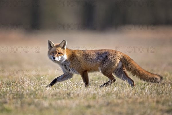 Red fox (Vulpes vulpes) lacing