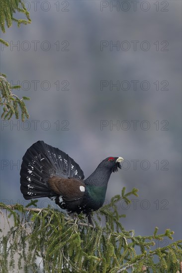 Courtshiping capercaillie (Tetrao urogallus) sits in fir