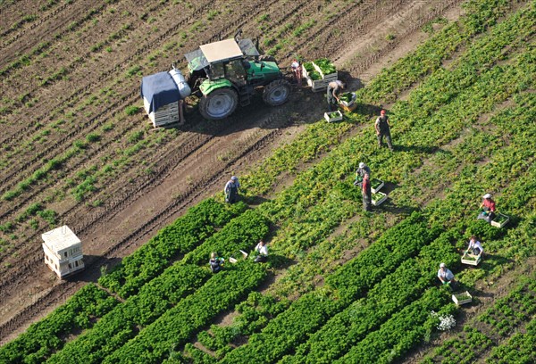 Workers harvesting in the field