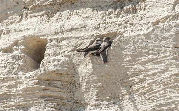 Sand martins (Riparia riparia)