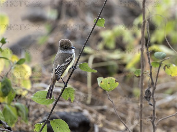 Galapagos flycatcher (Myiarchus magnirostris)