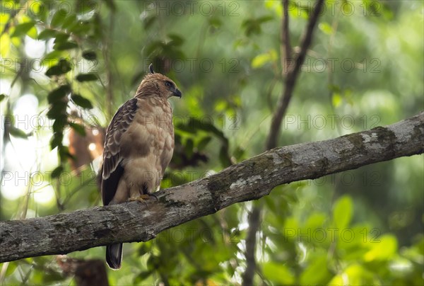 Juvenile Wallace's Hawk-eagle (Nisaetus nanus) sits in tree