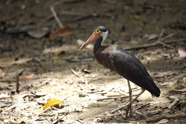 Storm's stork (Ciconia stormi)