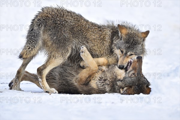 One-year old Eastern Wolf