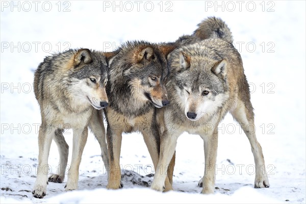One-year old Eastern Wolf