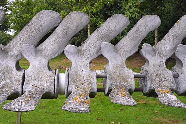 Vertebrae of finback whale (Balaenoptera physalus)