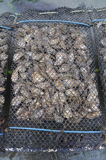 Pacific oyster (Crassostrea gigas)