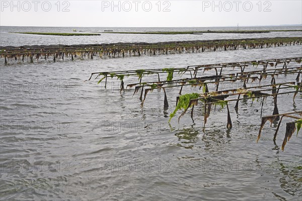 Pacific oyster (Crassostrea gigas)
