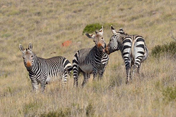 Cape Mountain Zebras (Equus zebra zebra)