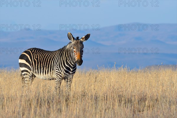 Cape Mountain Zebra (Equus zebra zebra)