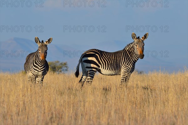 Cape Mountain Zebras (Equus zebra zebra)