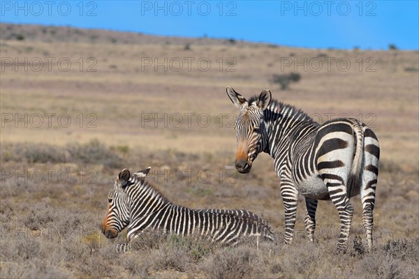 Cape Mountain Zebras (Equus zebra zebra)