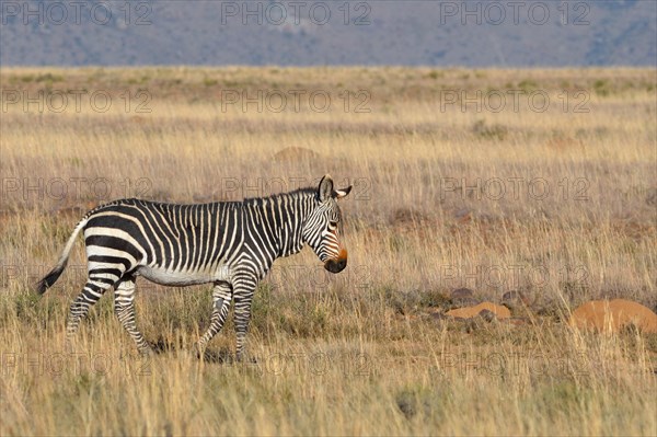 Cape Mountain Zebra (Equus zebra zebra)