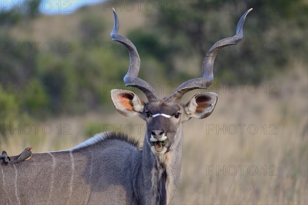 Greater kudu (Tragelaphus strepsiceros) adult