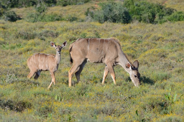 Greater kudus (Tragelaphus strepsiceros)