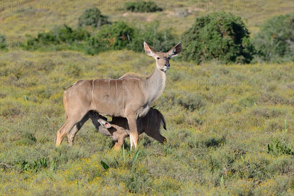 Greater kudus (Tragelaphus strepsiceros)