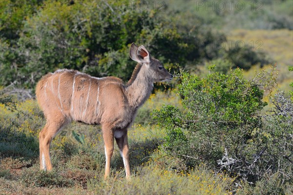 Greater kudu (Tragelaphus strepsiceros)