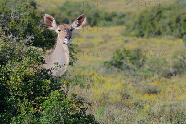 Greater kudu (Tragelaphus strepsiceros)