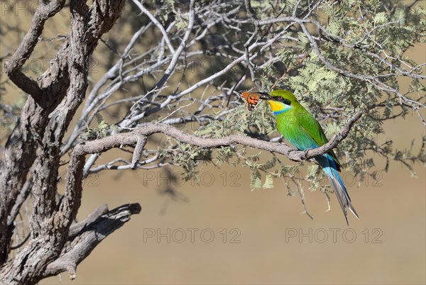 Swallow-tailed bee-eater (Merops hirundineus)