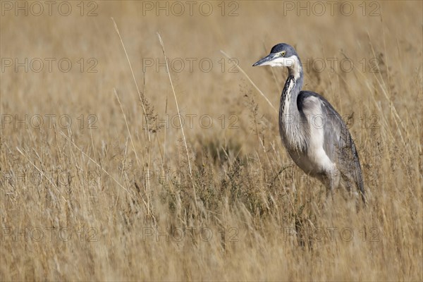 Black-headed heron (Ardea melanocephala)