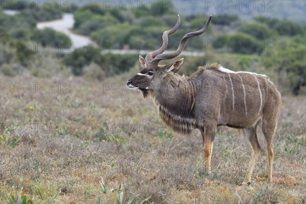 Greater kudu (Tragelaphus strepsiceros)