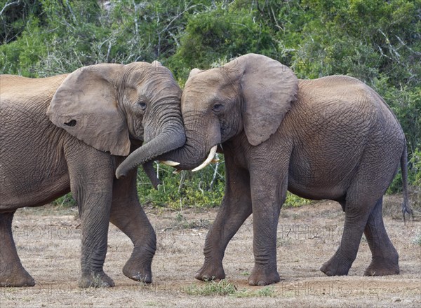 African bush elephants (Loxodonta africana)