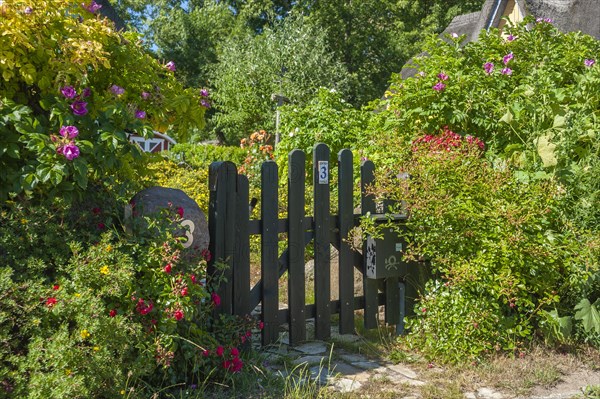 Garden door with roses
