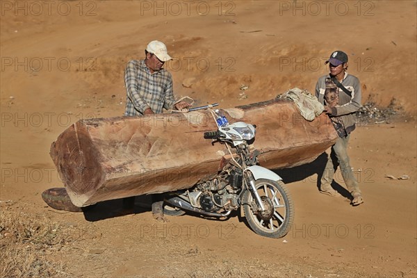 Illegal timber transport with a moped on the way to Vietnam