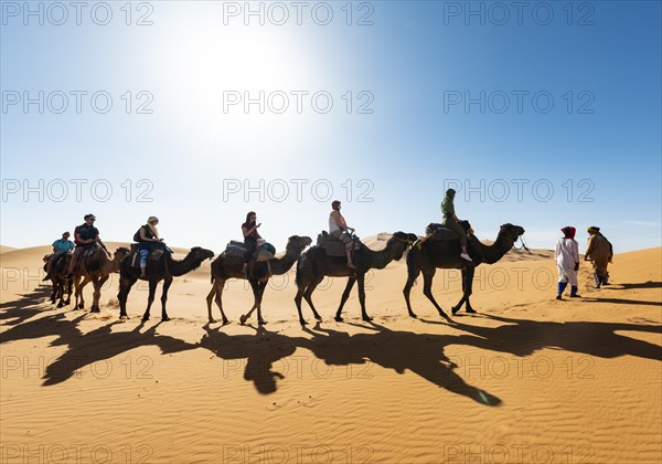 Caravan with Dromedary (Camelus dromedarius)
