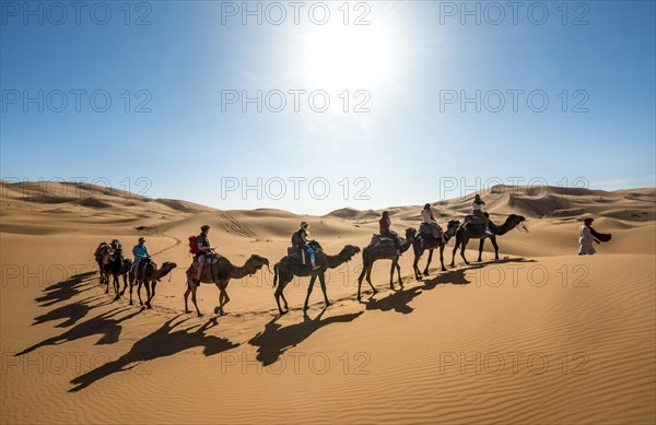 Caravan with Dromedary (Camelus dromedarius)