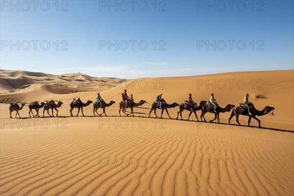 Caravan with dromedaries (Camelus dromedarius)
