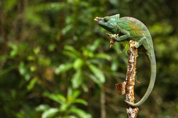 Parson's Chameleon (Calumma parsonii cristifer) male