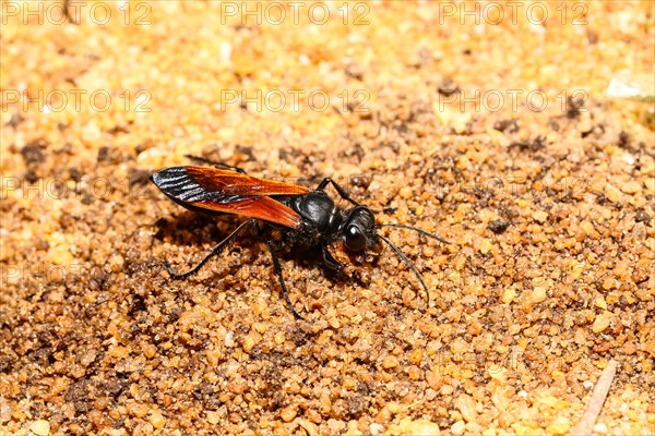 Spider Wasp (Pompilinae ssp.)