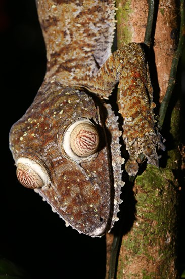 Flat-tailed gecko (Uroplatus fimbriatus)