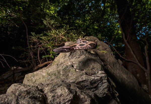 Malagasy ground boa (Acrantophis madagascariensis) snakes on rock