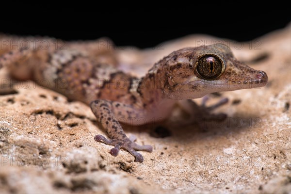 Paroedura fasciata (Paroedura fasciata)