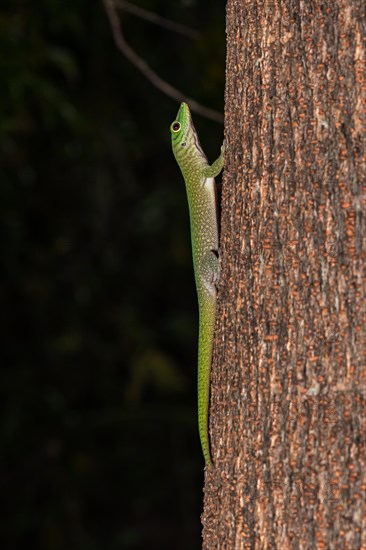 Koch's giant day gecko (Phelsuma kochi)