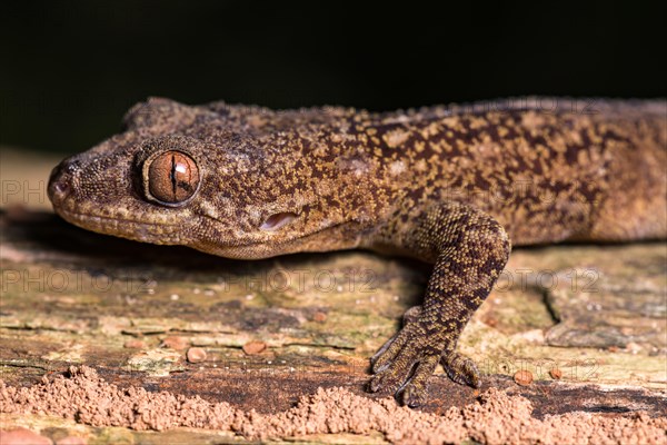 Blaesodactylus ambonihazo (Blaesodactylus ambonihazo)