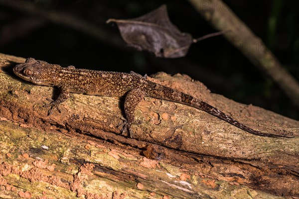 Blaesodactylus ambonihazo (Blaesodactylus ambonihazo)
