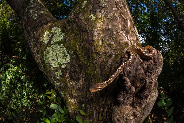 Malagasy Tree Boa (Sanzinia madagascariensis volontany) meanders along the tree