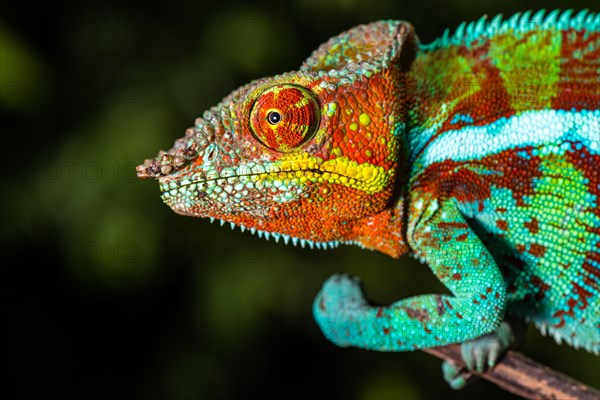 Panther chameleon (Furcifer pardalis)